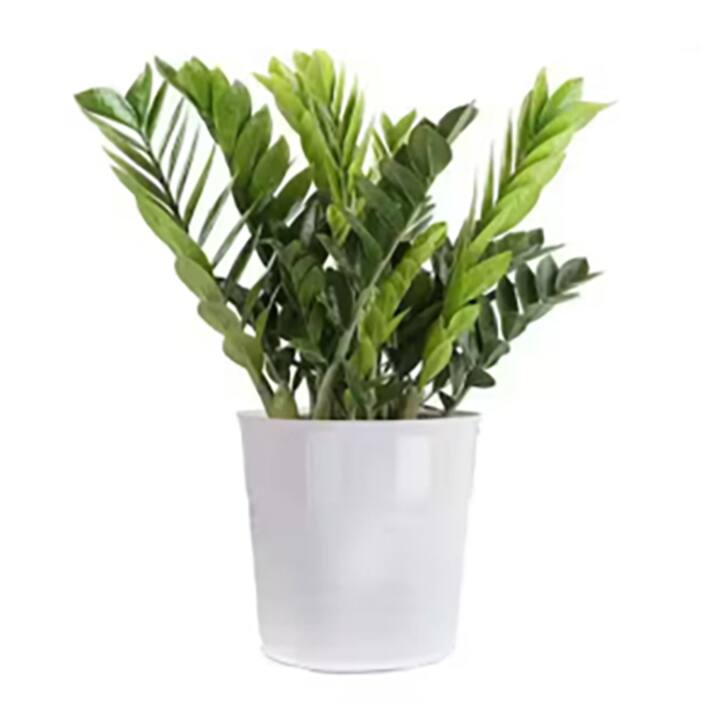 Indoor Plants - The Home Depot